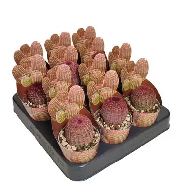 Кактус D6.5 H8 - Echinocereus Rubispinus