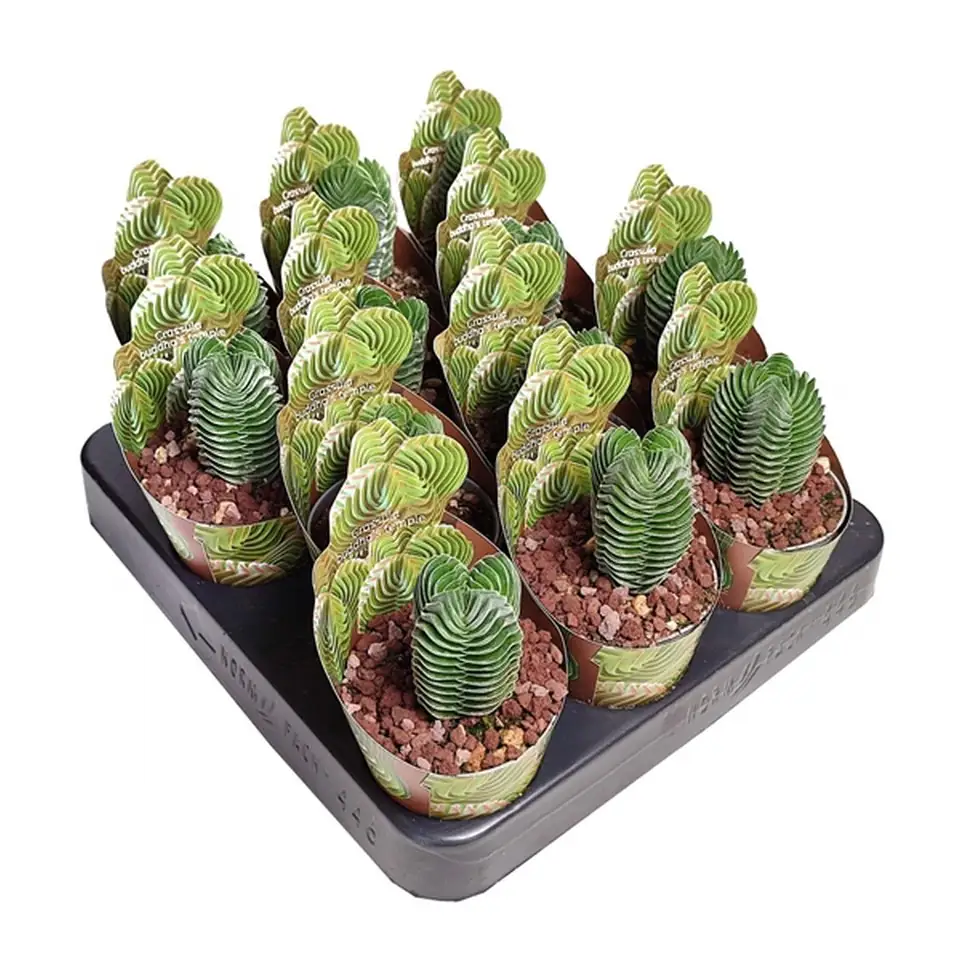 Красула D6.5 H8 - Crassula Buddha`s Temple