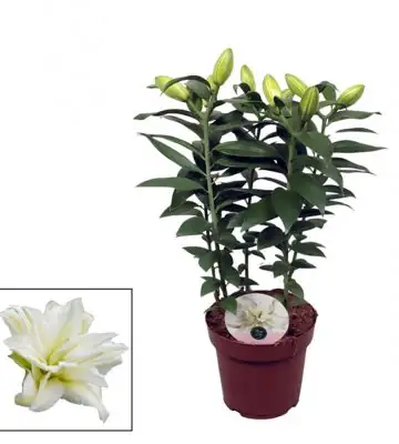 Лилиум D19 H65 - Lilium Roselily Zeta