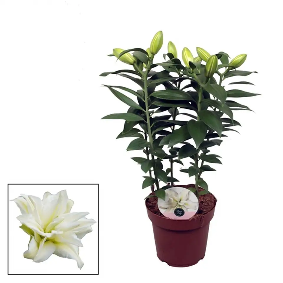 Лилиум D19 H65 - Lilium Roselily Zeta