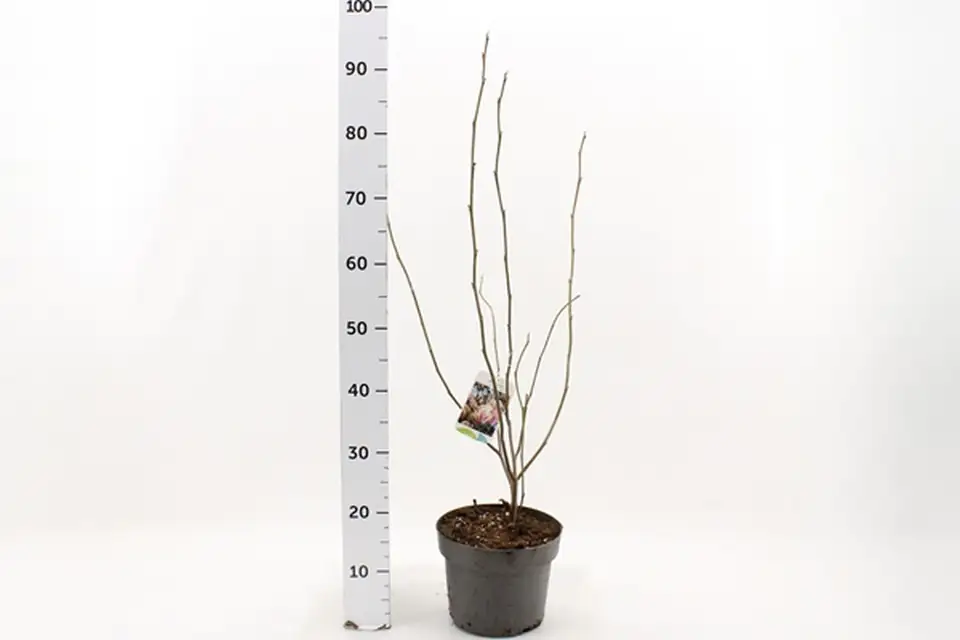 Магнолиа D23 H60 - Magnolia Soulangeana