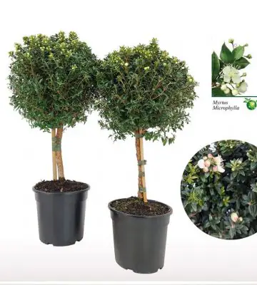 Мирта на ствол D17 H65 - Myrtus Communis on stem
