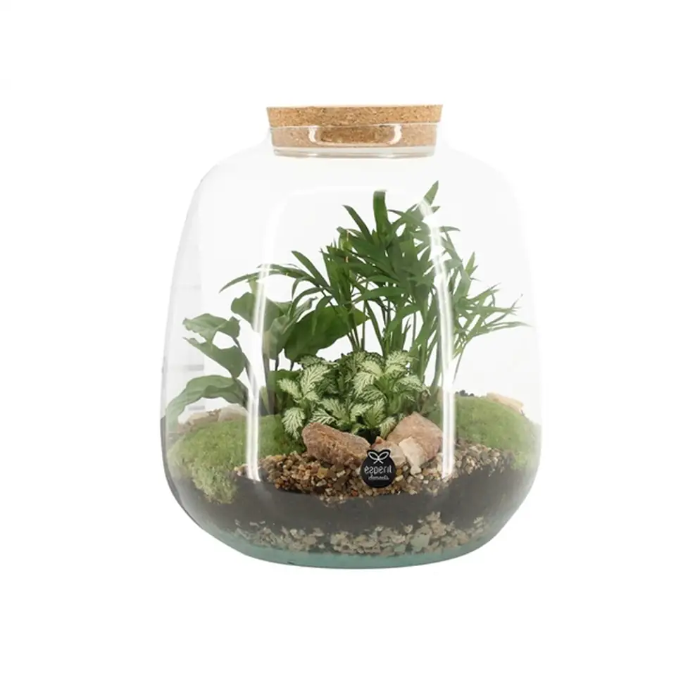 Растения в стъклен съд D23 H25 екосистема - Terrarium