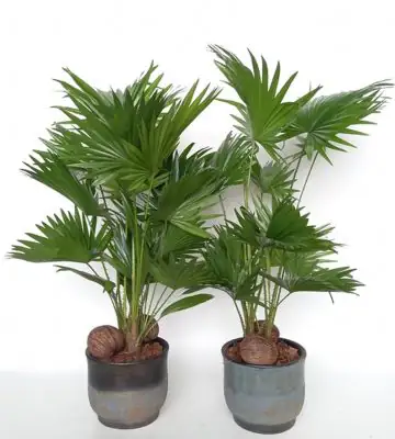 Палма Ливистона в керамична кашпа D20 H70