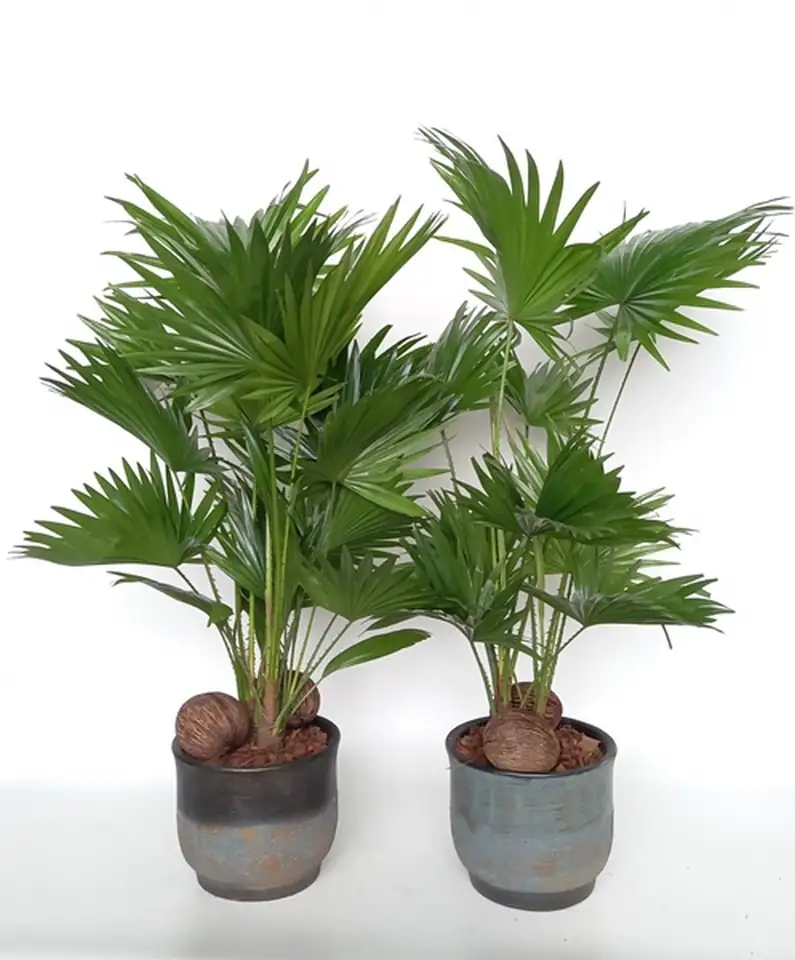 Палма Ливистона в керамична кашпа D20 H70