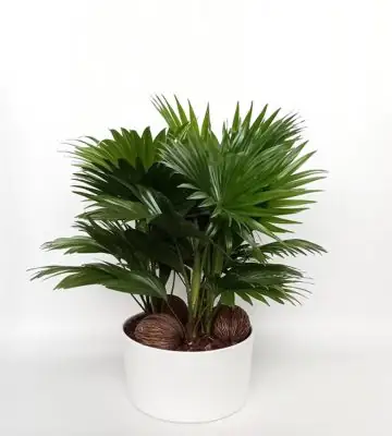 НАЧАЛО 5 Палма Ливистониа в керамична кашпа D26 H48