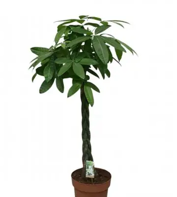 Пахира D27 H150 - Pachira Aquatica