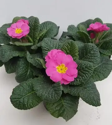 Иглика розова D10.5 H15 - Primula Acaulis rose