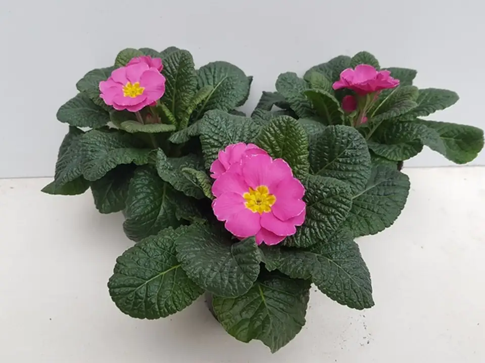 Иглика розова D10.5 H15 - Primula Acaulis rose