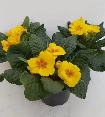 Иглика жълта D10.5 H15 - Primula Acaulis yellow