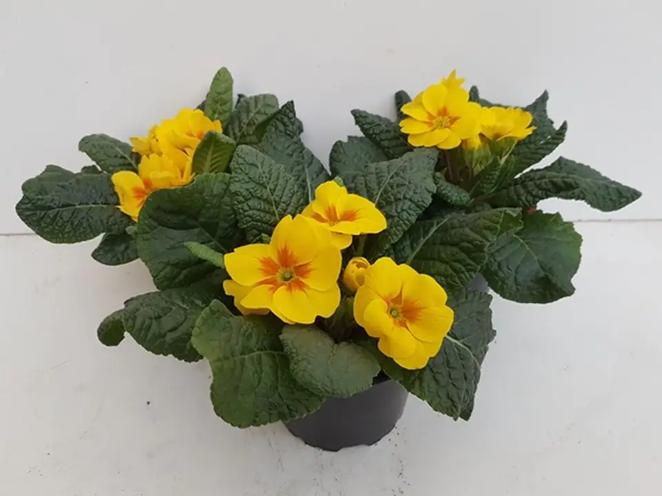 Иглика жълта D10.5 H15 - Primula Acaulis yellow