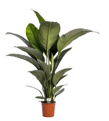 Спатифилум D24 H150 - Spathiphyllum Sensation