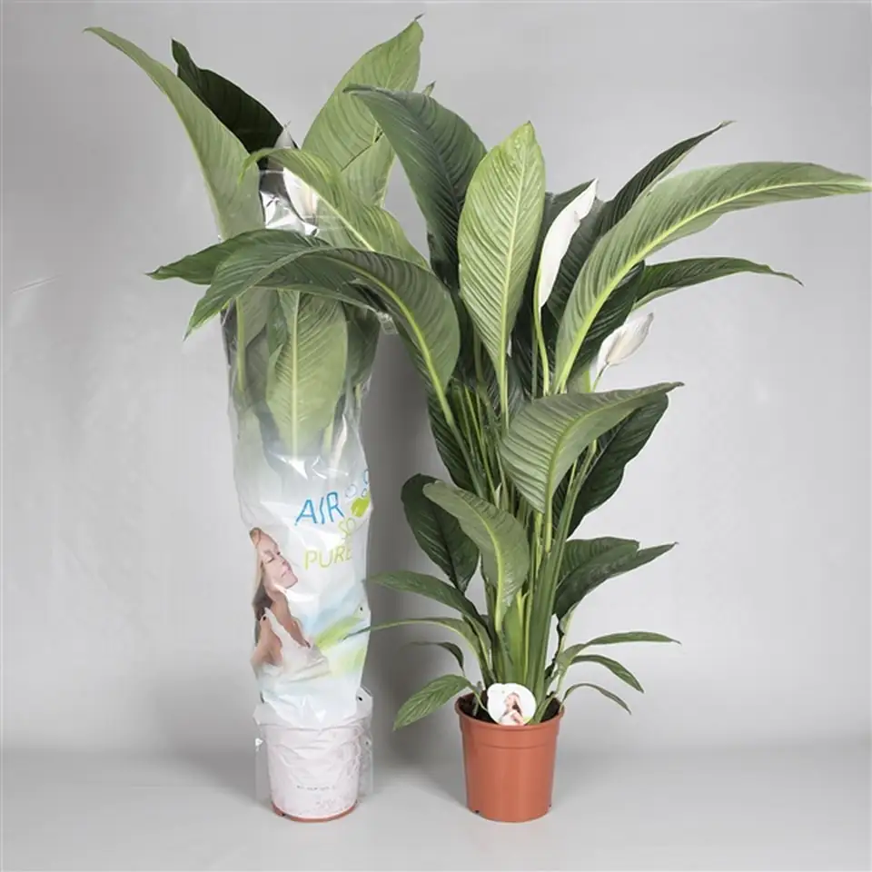 Спатифилум D24 H150 - Spathiphyllum Sensation - Image 2