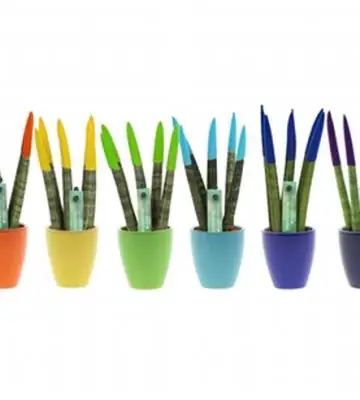 Сансевиера с керамична кашпа D6 H18 - Sansevieria Spaghetti Velvet