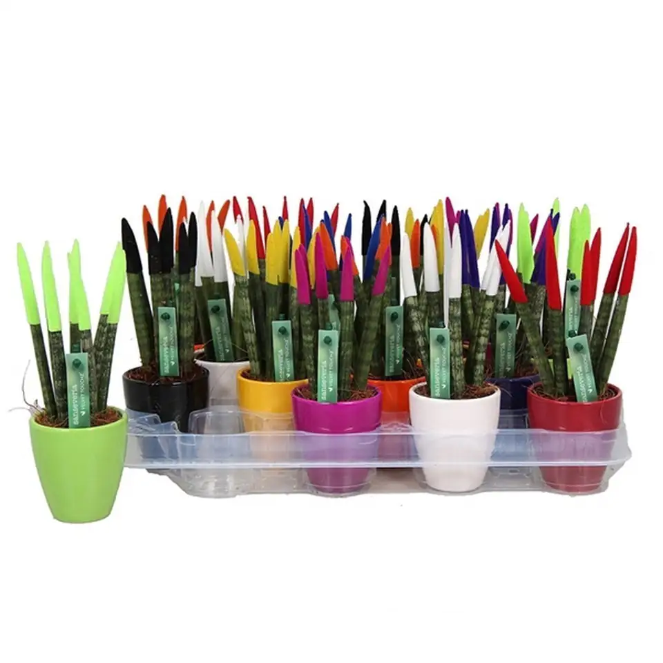 Сансевиера с керамична кашпа D6 H18 - Sansevieria Spaghetti Velvet - Image 2