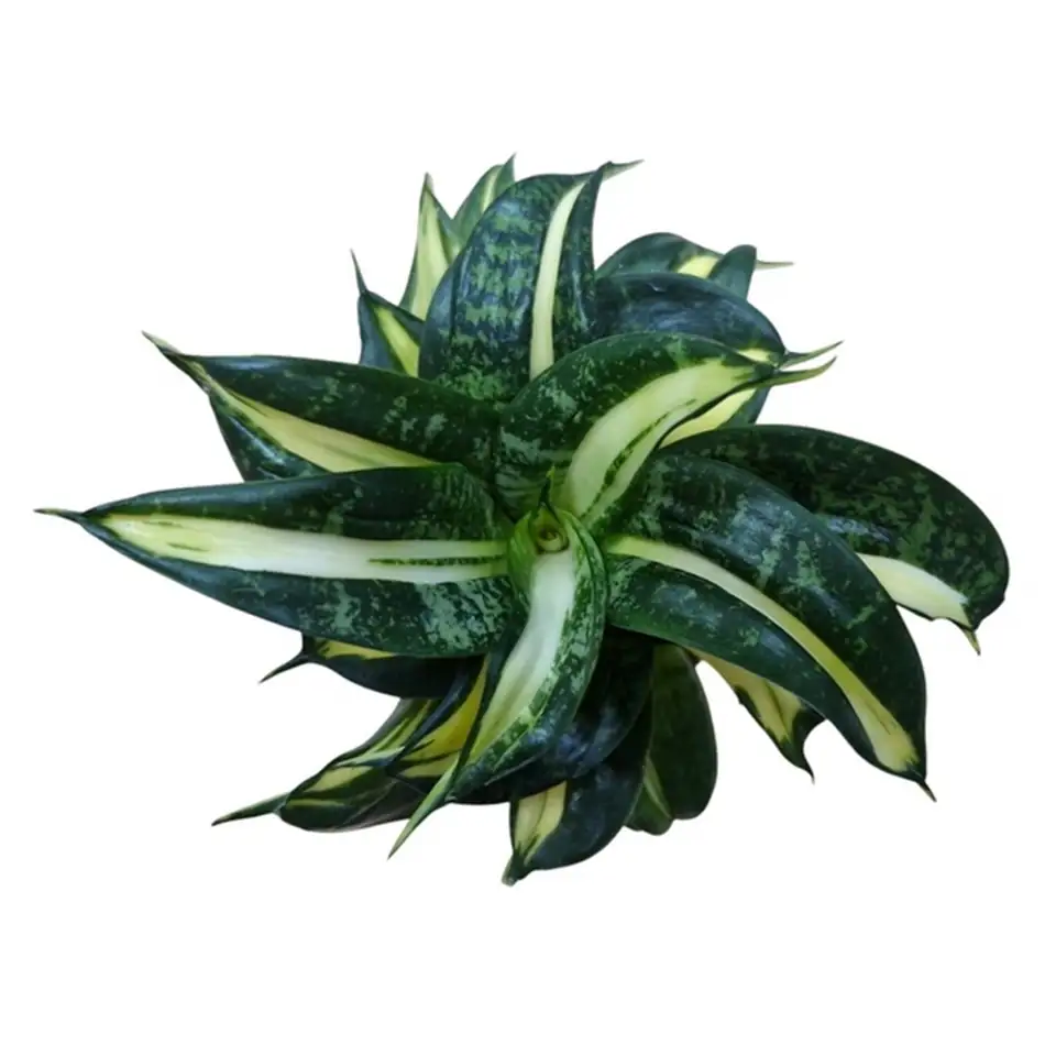 Сансевиериа D9 H15 - Sansevieria Spiral Star - Image 2