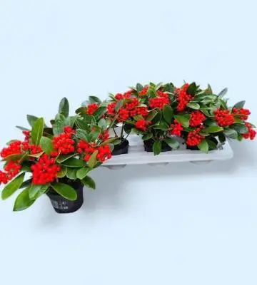 Скимиа D12 H25 - Skimmia jap. O`Berries red