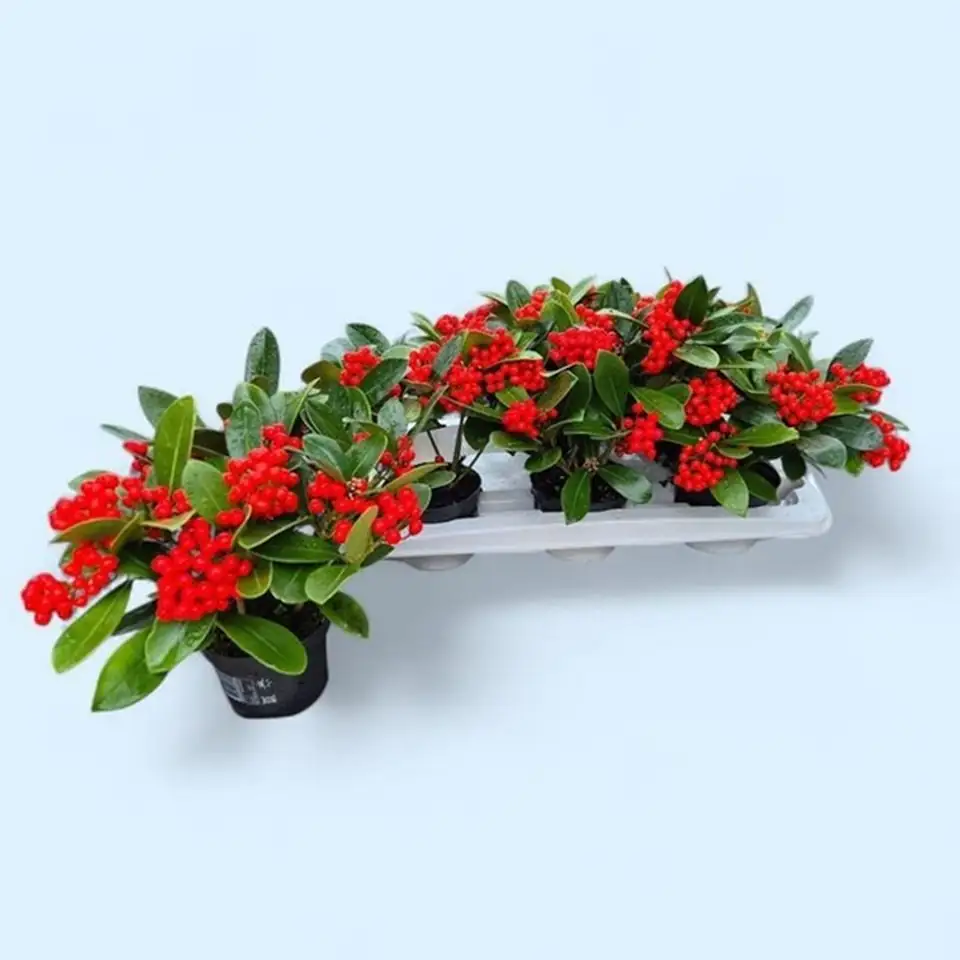 Скимиа D12 H25 - Skimmia jap. O`Berries red