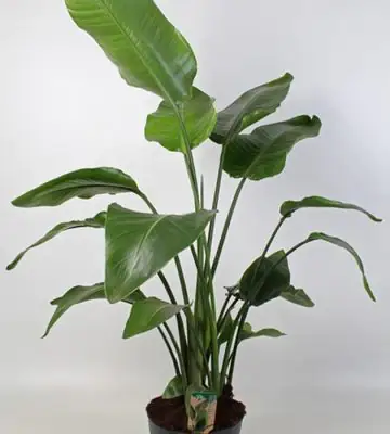 Стрелиция D24 H150 - Strelitzia Nicolai