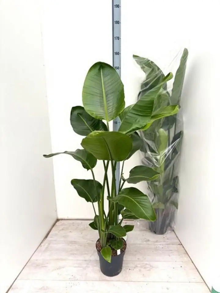 Стрелиция D24 H150 - Strelitzia Nicolai - Image 2