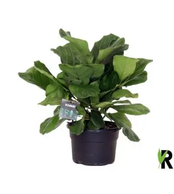 Фикус D21 H55 - Ficus Lyrata Bambino