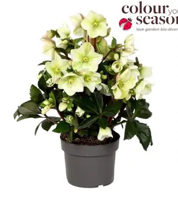 Хелеборус D19 H40 - Helleborus Sparkle White