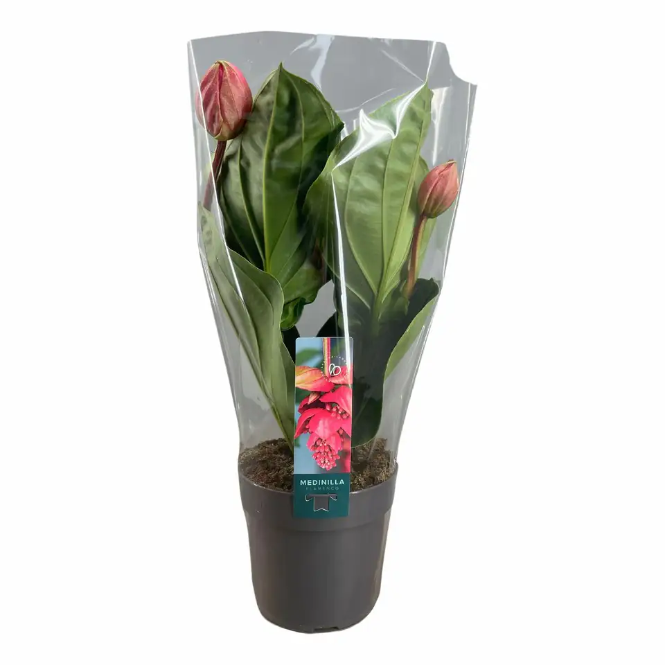 Мединила D17 H40 - Medinilla Flamenco - Image 3