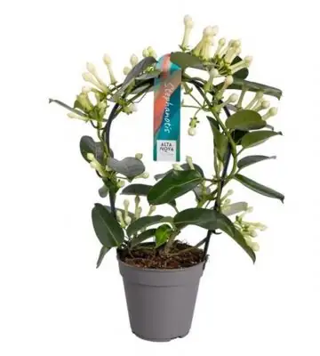 НАЧАЛО 4 Стефанотис D12 H40 - Stephanotis Floribunda