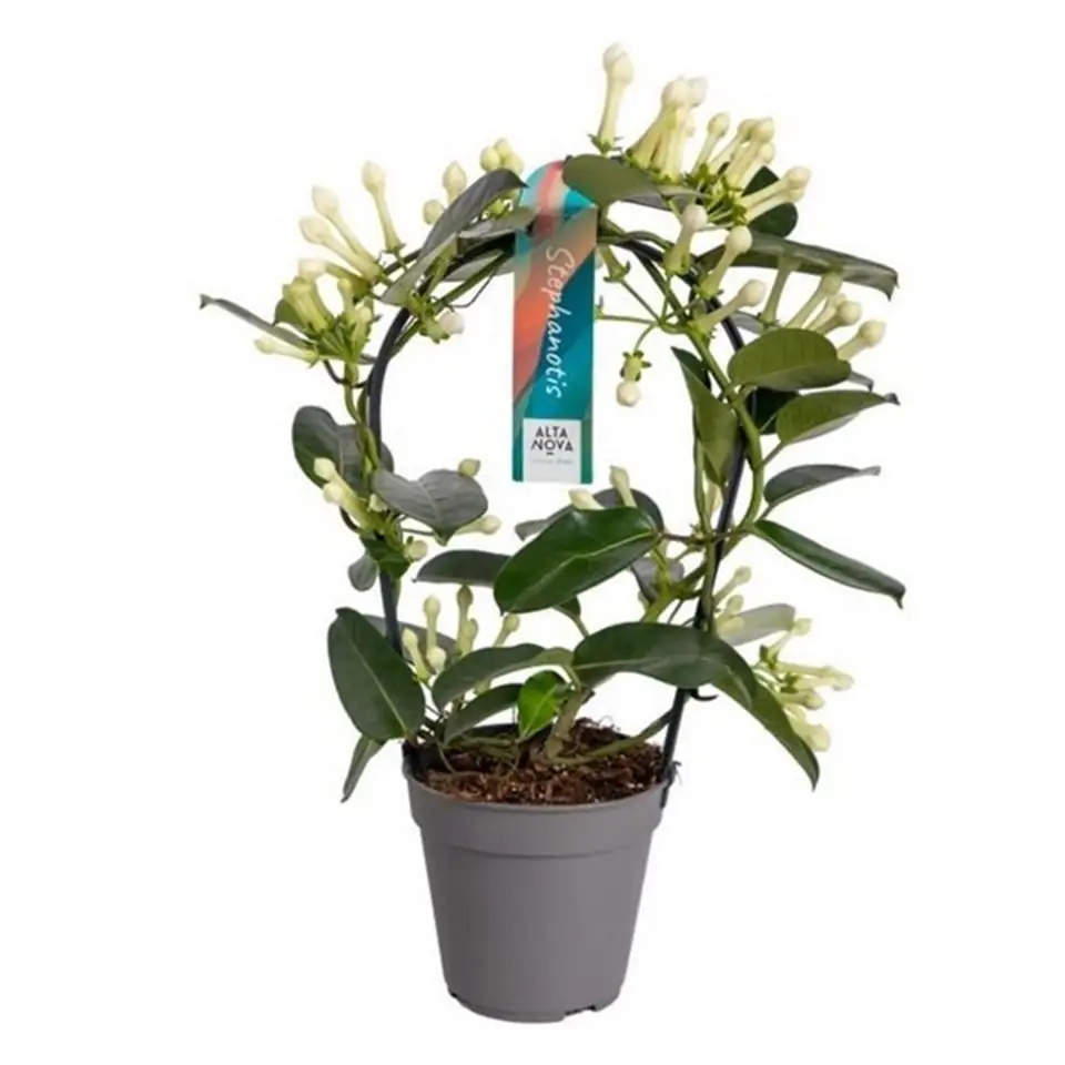 Стефанотис D12 H40 - Stephanotis Floribunda