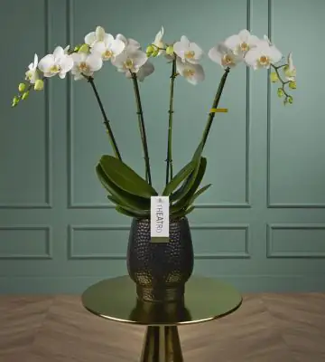 Орхидея с керамична кашпа D17 H85 - Theatro Classico
