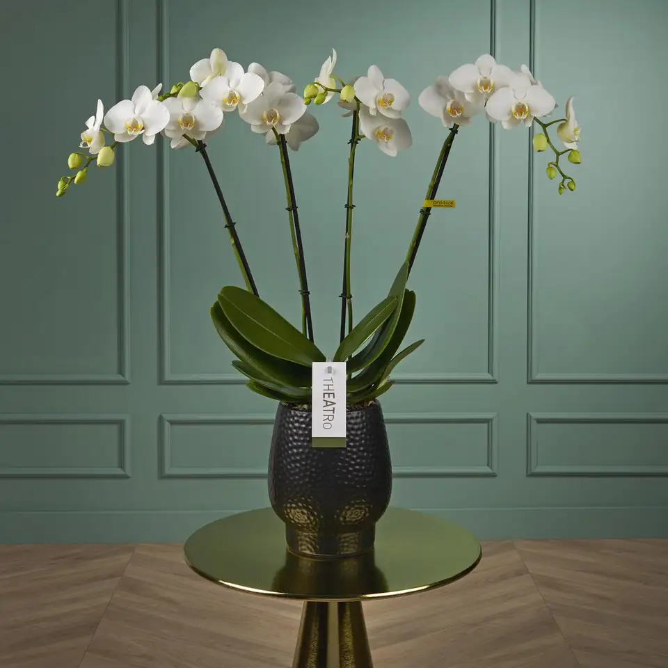 Орхидея с керамична кашпа D17 H85 - Theatro Classico