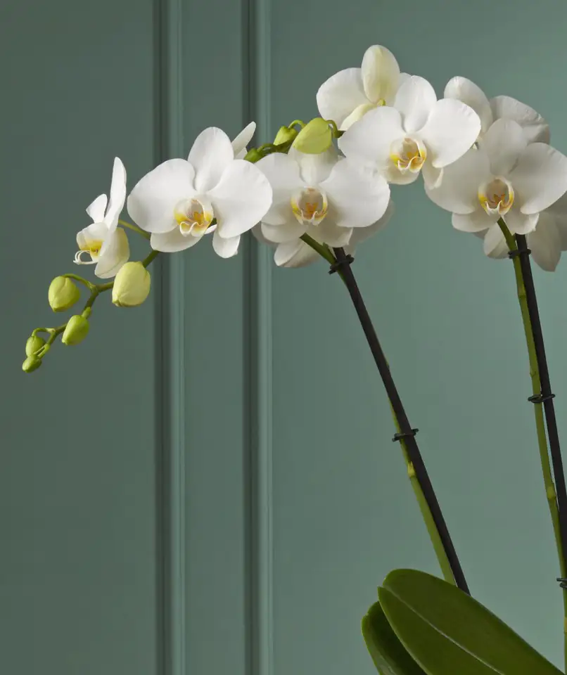 Орхидея с керамична кашпа D17 H85 - Theatro Classico - Image 2