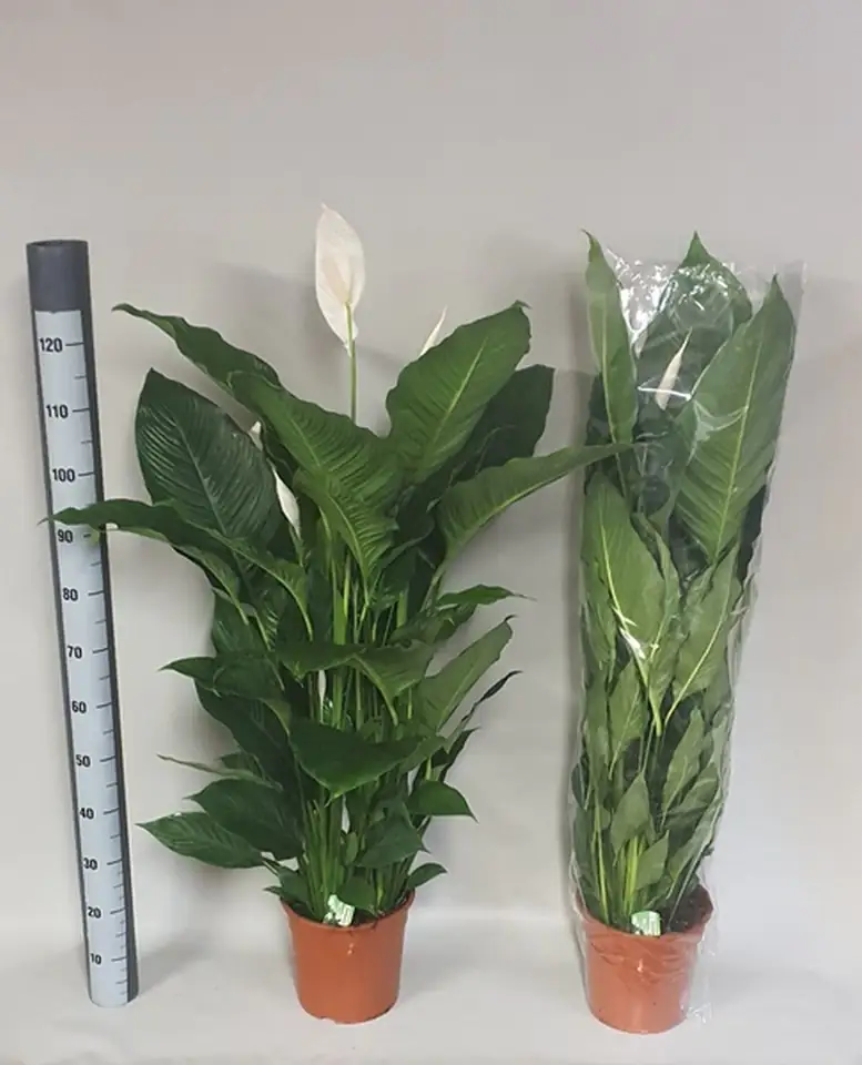 Спатифилум D24 H125 - Spathiphyllum Sebastiano - Image 2