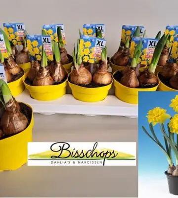 Нарцис кичест D12 H23 - Narcissus Gold Medal