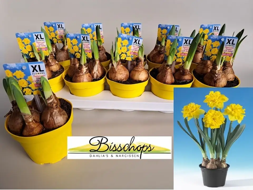 Нарцис кичест D12 H23 - Narcissus Gold Medal