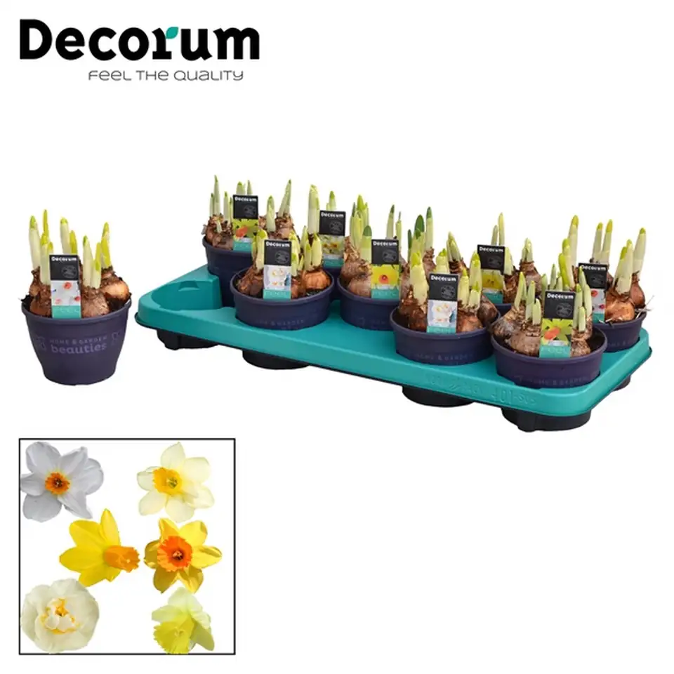 Нарцис кичест D12 H23 - Narcissus Gold Medal - Image 2