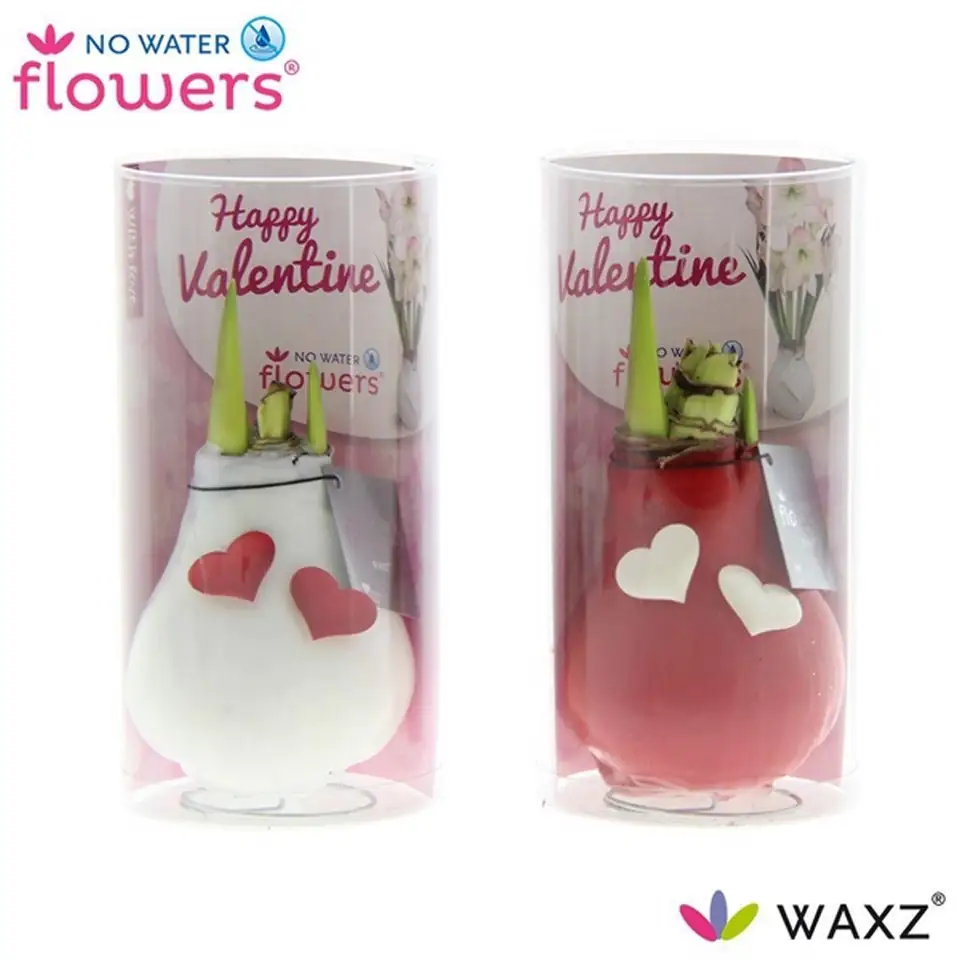 Хипеаструм Н20 - Hippeastrum Happy Valentine