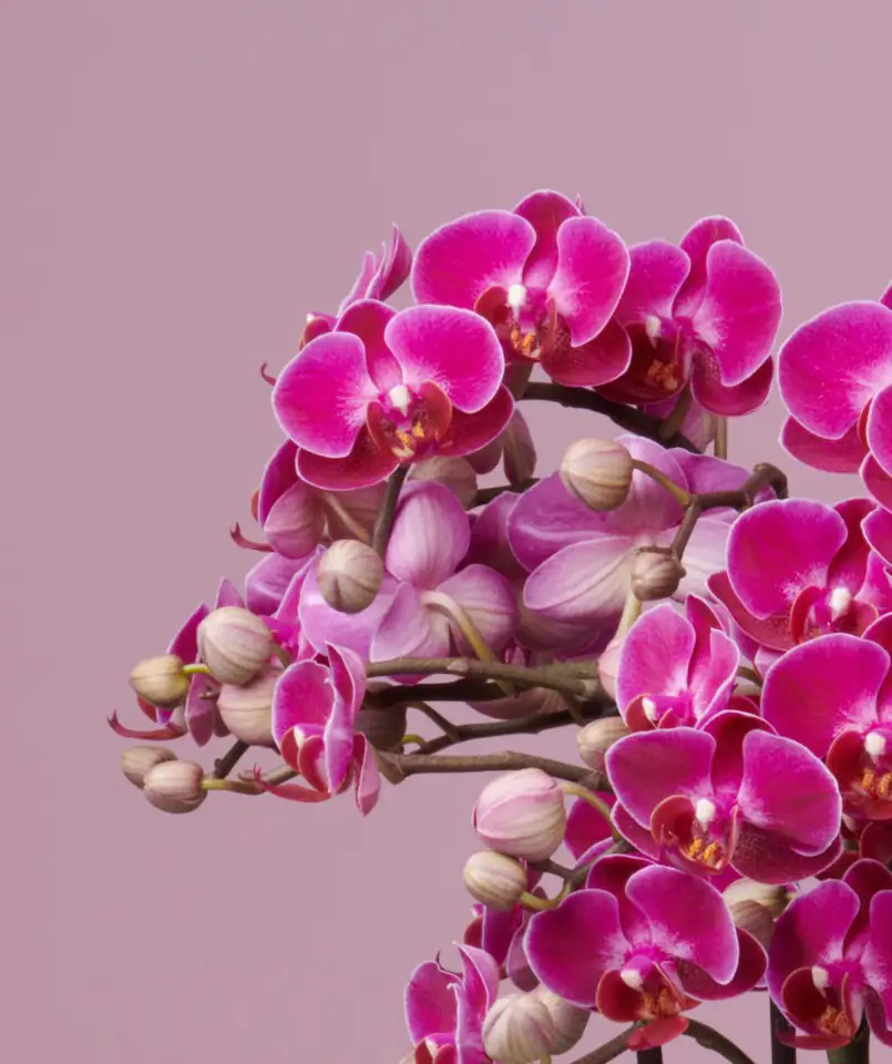 Орхидея D15 H50 - Phalaenopsis Bellissimo Amore - Image 2