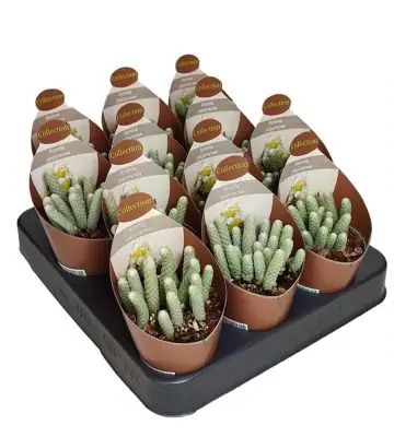 Авониа D6.5 H8 - Avonia Papyracea