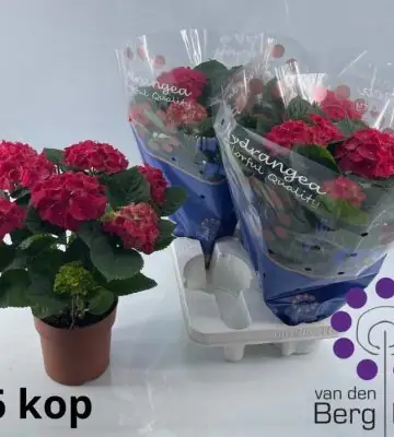 Хортензия D14 H40 - Hydrangea Speedy Red