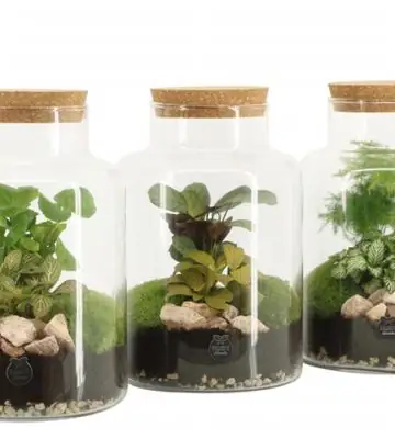 Растения в стъклен съд D17 H25 екосистема - Terrarium