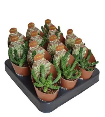 Еуфорбиа D6.5 H8 - Euphorbia Inermis