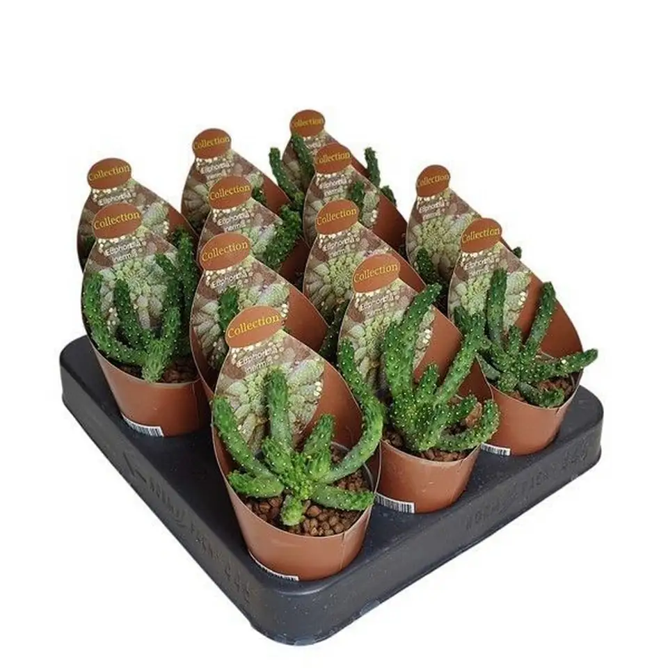 Еуфорбиа D6.5 H8 - Euphorbia Inermis