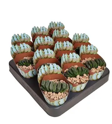 Хавортия D6.5 H8 - Haworthia Truncata