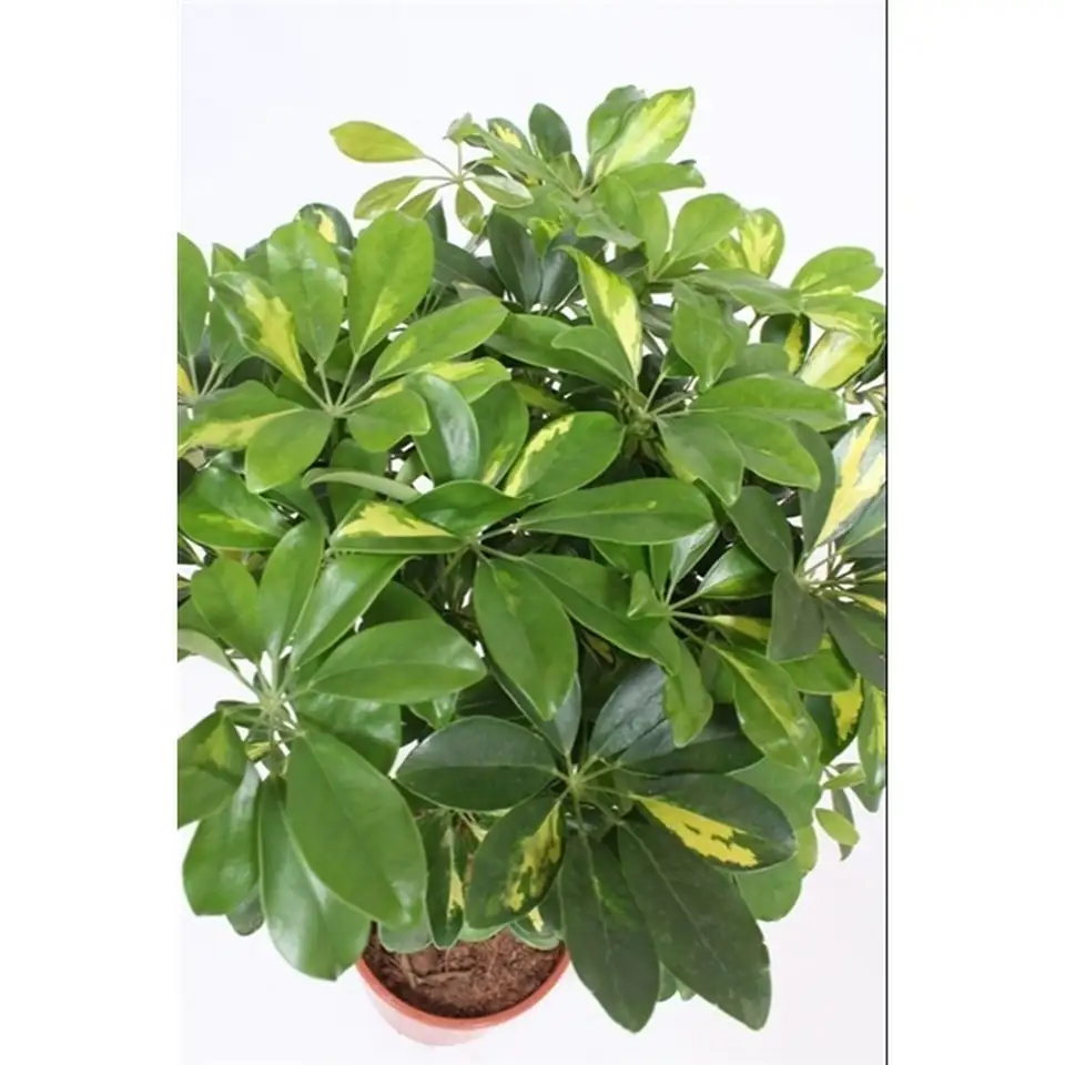 Шефлера D19 H70 - Schefflera Gold Capella 4pp - Image 2