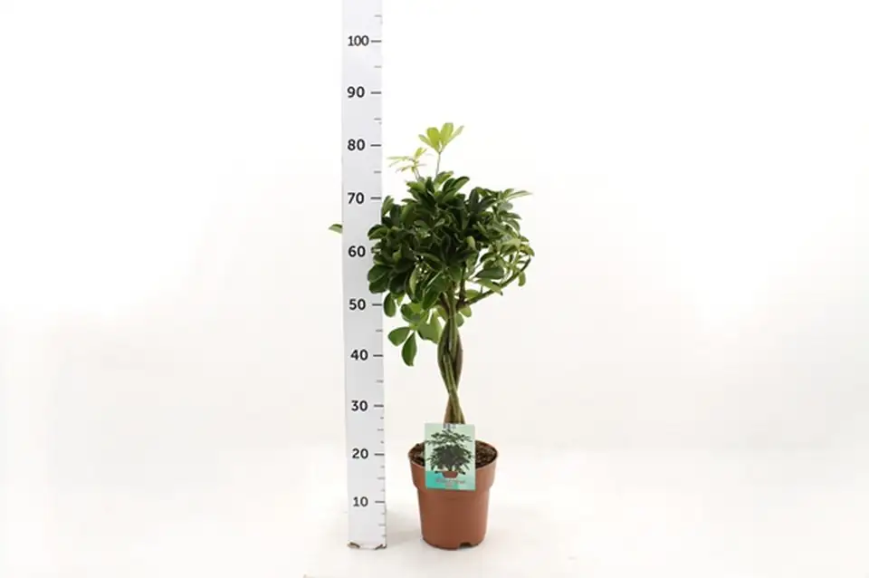 Шефлера D19 H70 - Schefflera Gold Capella 4pp - Image 3