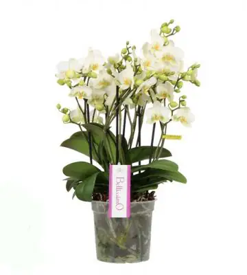 Орхидея D15 H50 - Phalaenopsis Bellissimo Bella