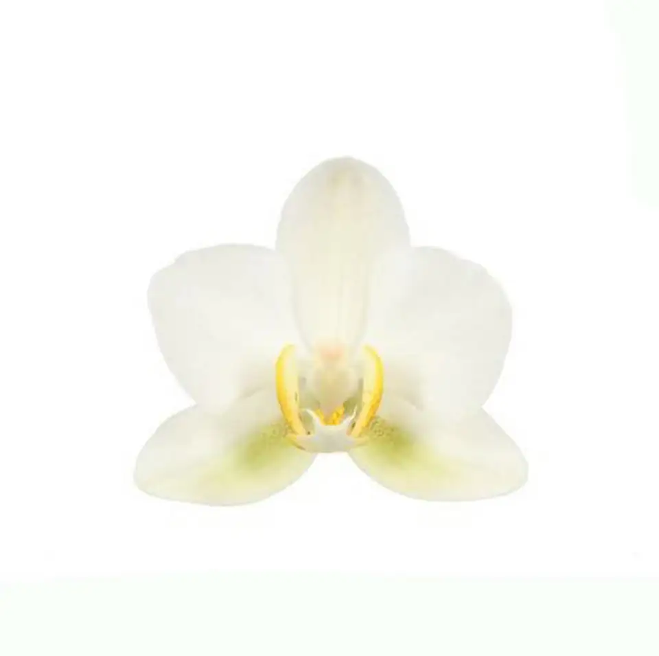 Орхидея D15 H50 - Phalaenopsis Bellissimo Bella - Image 2
