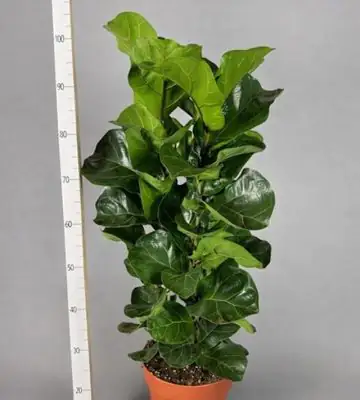 Фикус D24 H100 - Ficus Lyrata Bambino