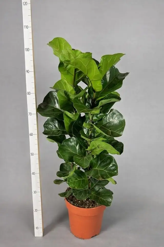 Фикус D24 H100 - Ficus Lyrata Bambino